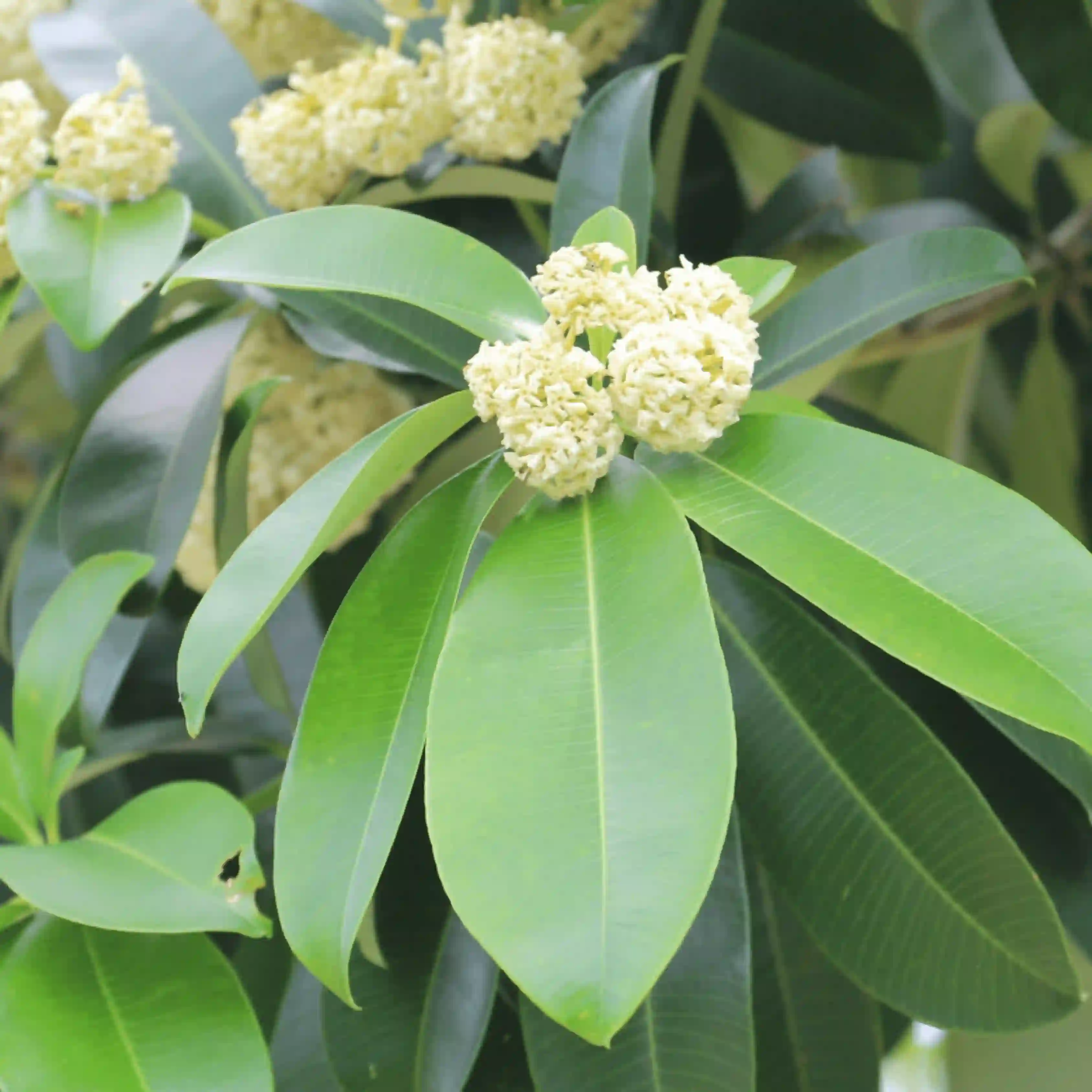Alstonia Plant